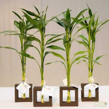 Plantas decorativas