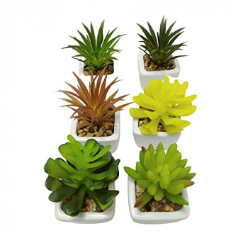 Plantas suculentas