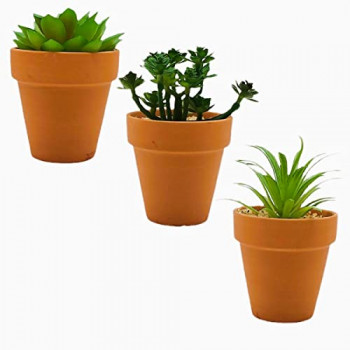 Vasinhos de suculenta