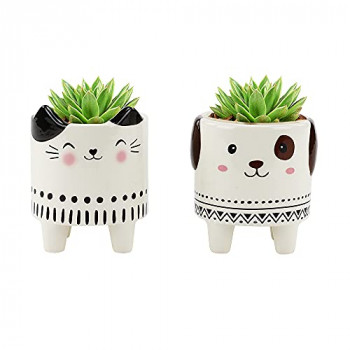 Vasinho de suculenta